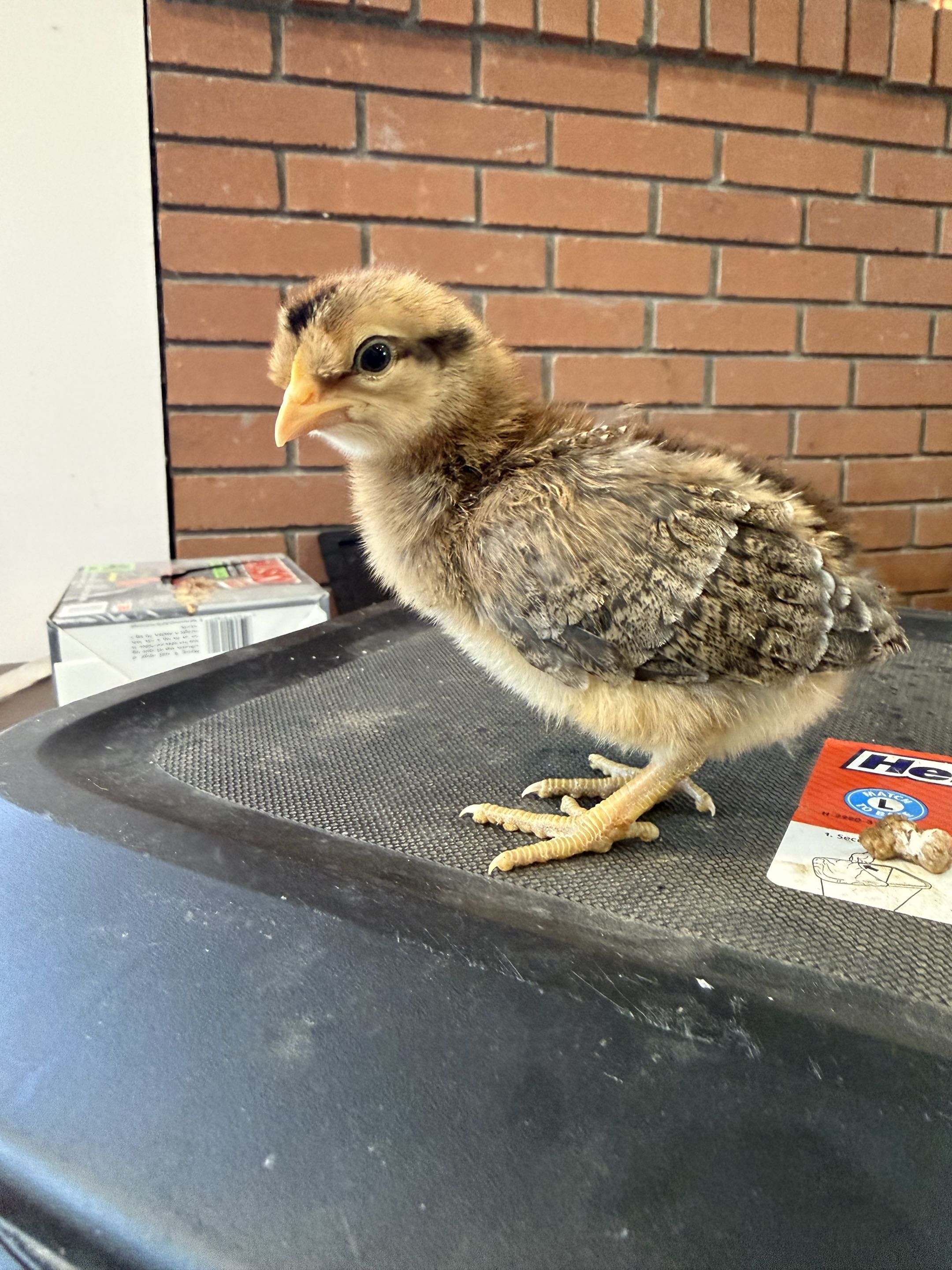 Bird 2