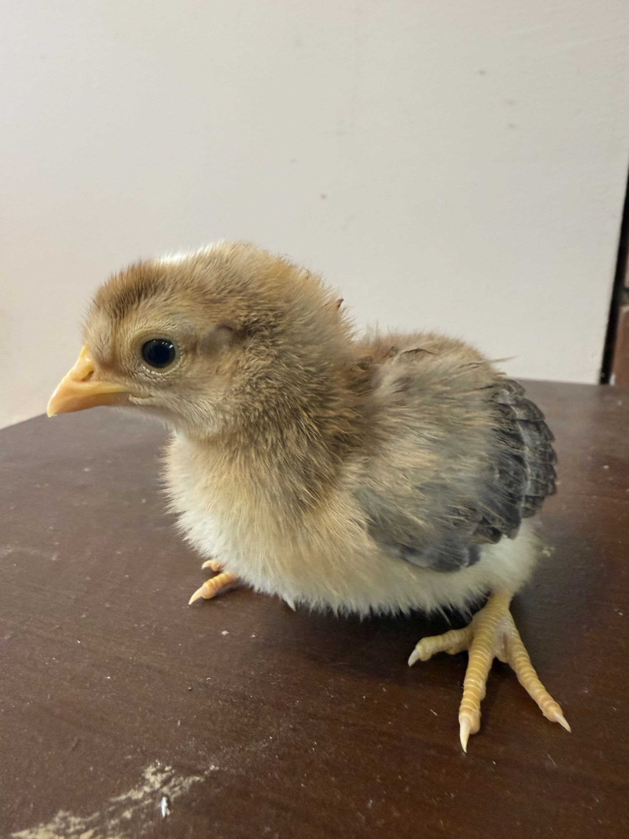 Bird 3