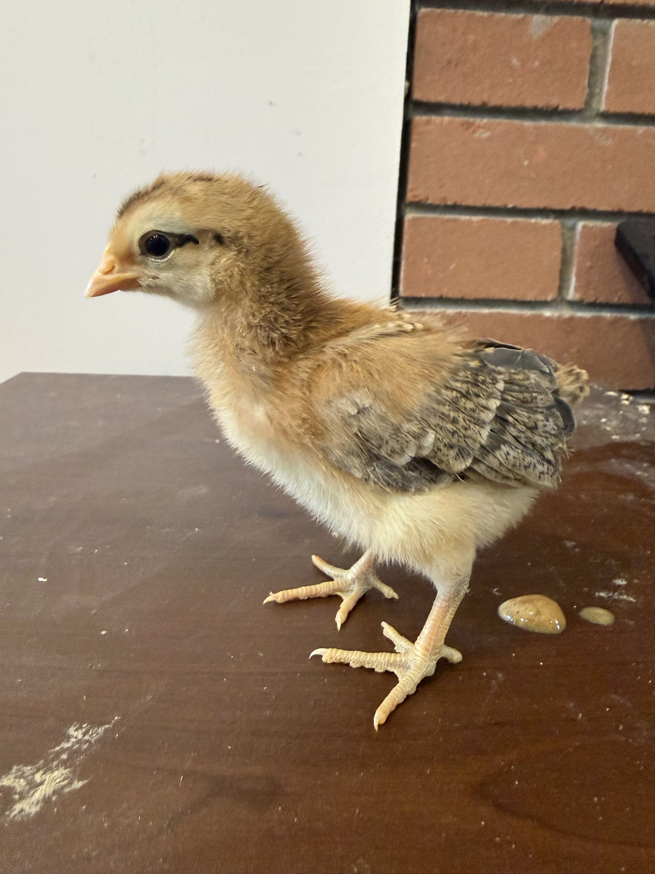 Bird 4