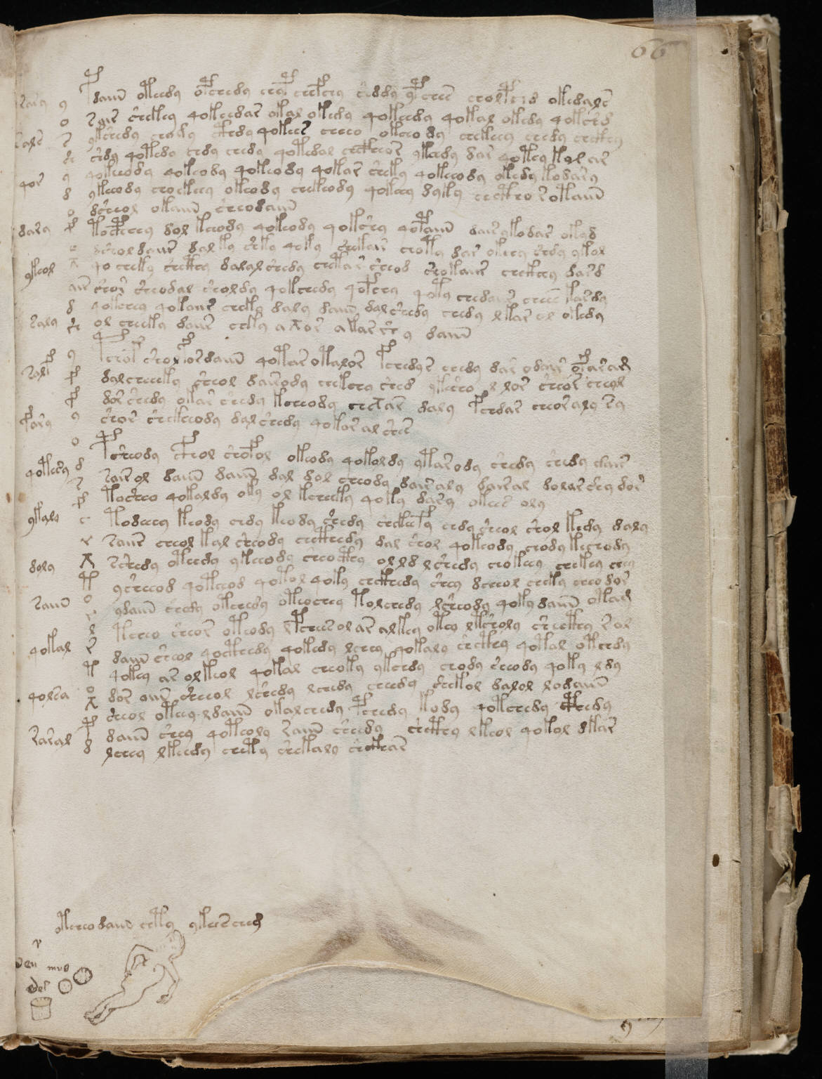 Voynich Manuscript — Herbal section, folio f2v